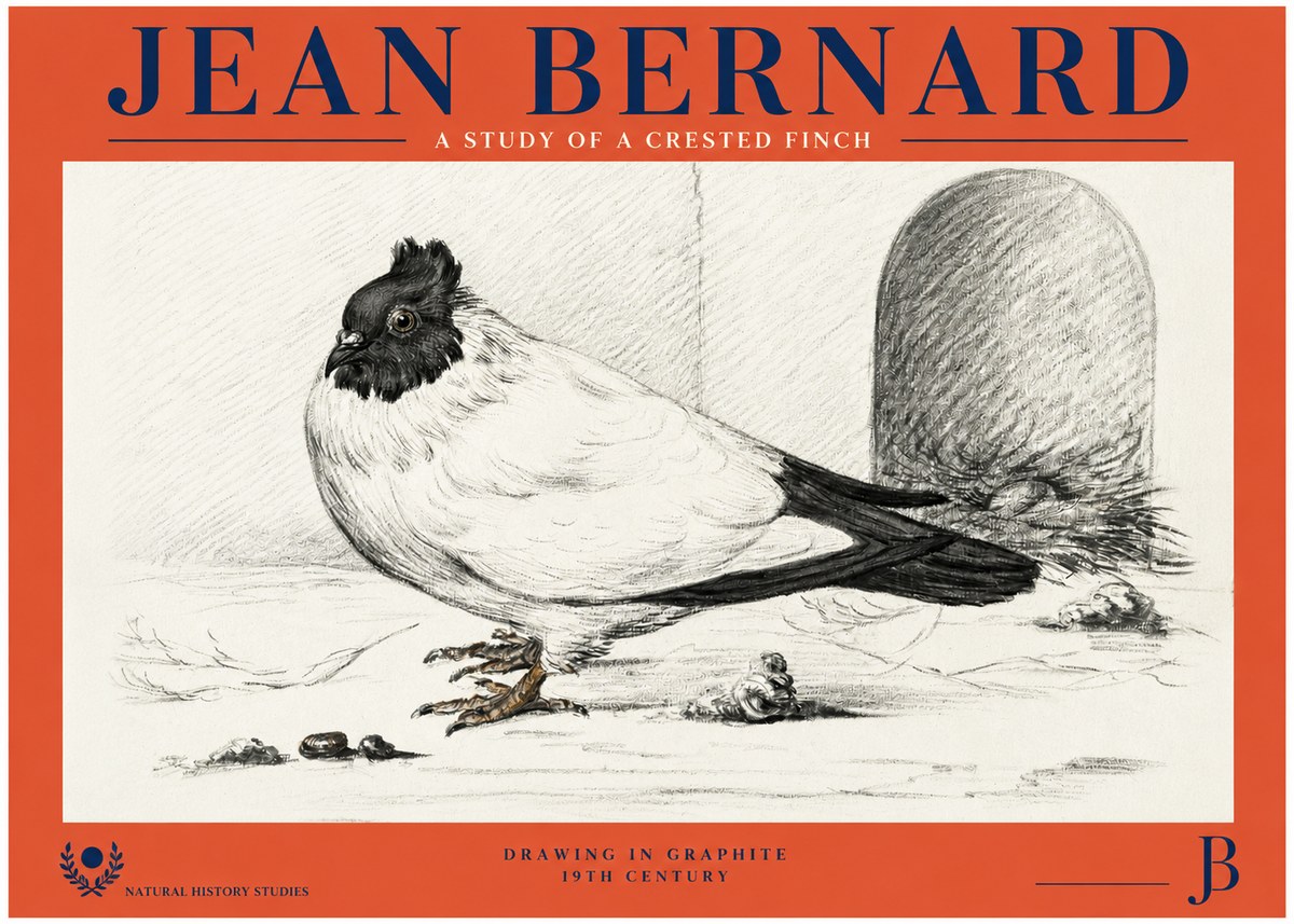 Jean Bernard A Study of a Crested Finch No2 - Plakát