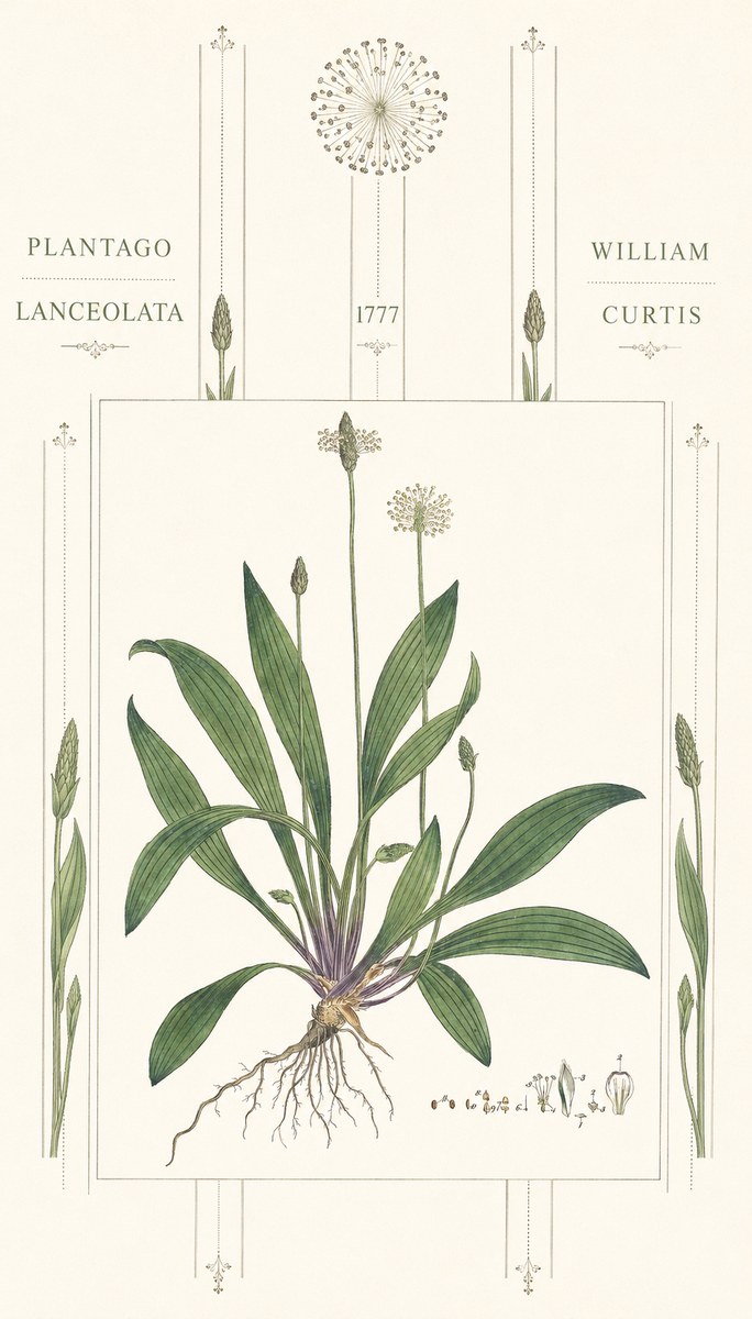 William Curtis Plantago Lanceolata III No6 - Plakát