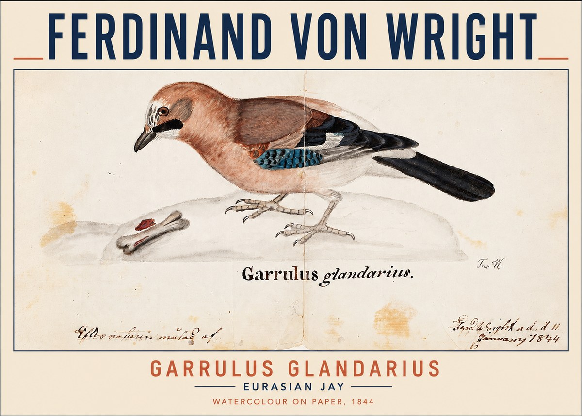 Ferdinand von Wright Garrulus Glandarius No3 - Plakát