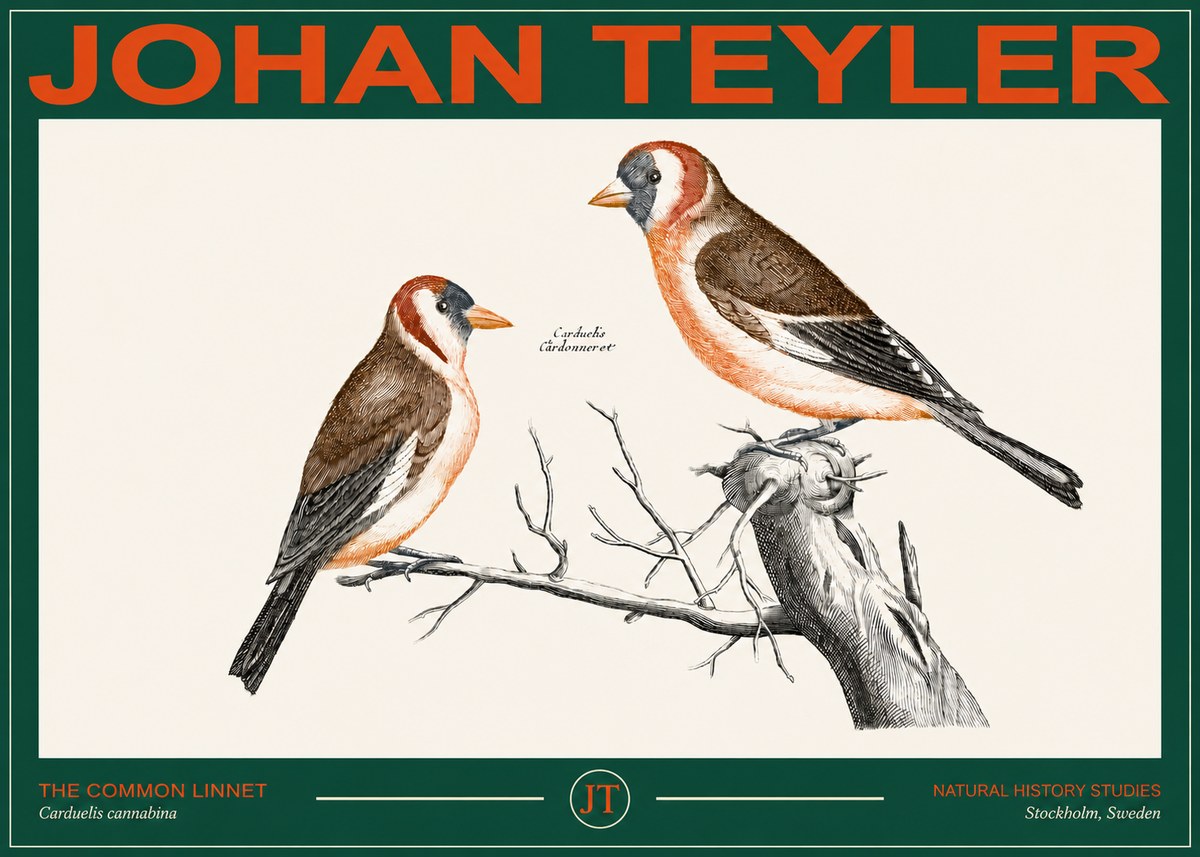 Johan Teyler The Common Linnet No2 - Plakát