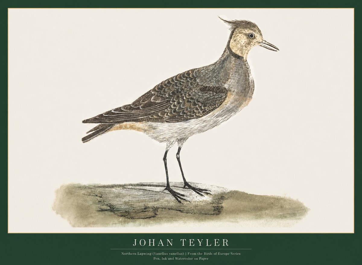 Johan Teyler Northern Lapwing (Vanellus Vanellus) No1 - Plakát