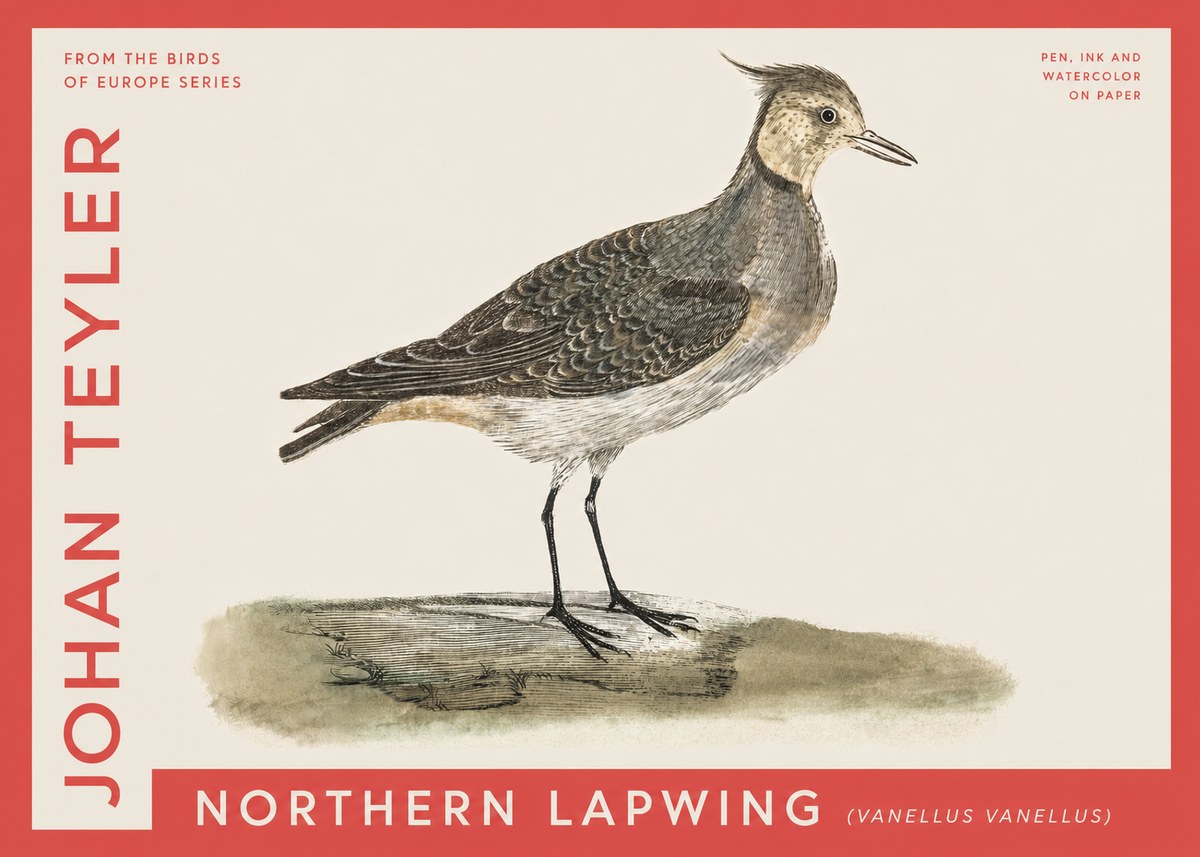 Johan Teyler Northern Lapwing (Vanellus Vanellus) No4 - Plakát