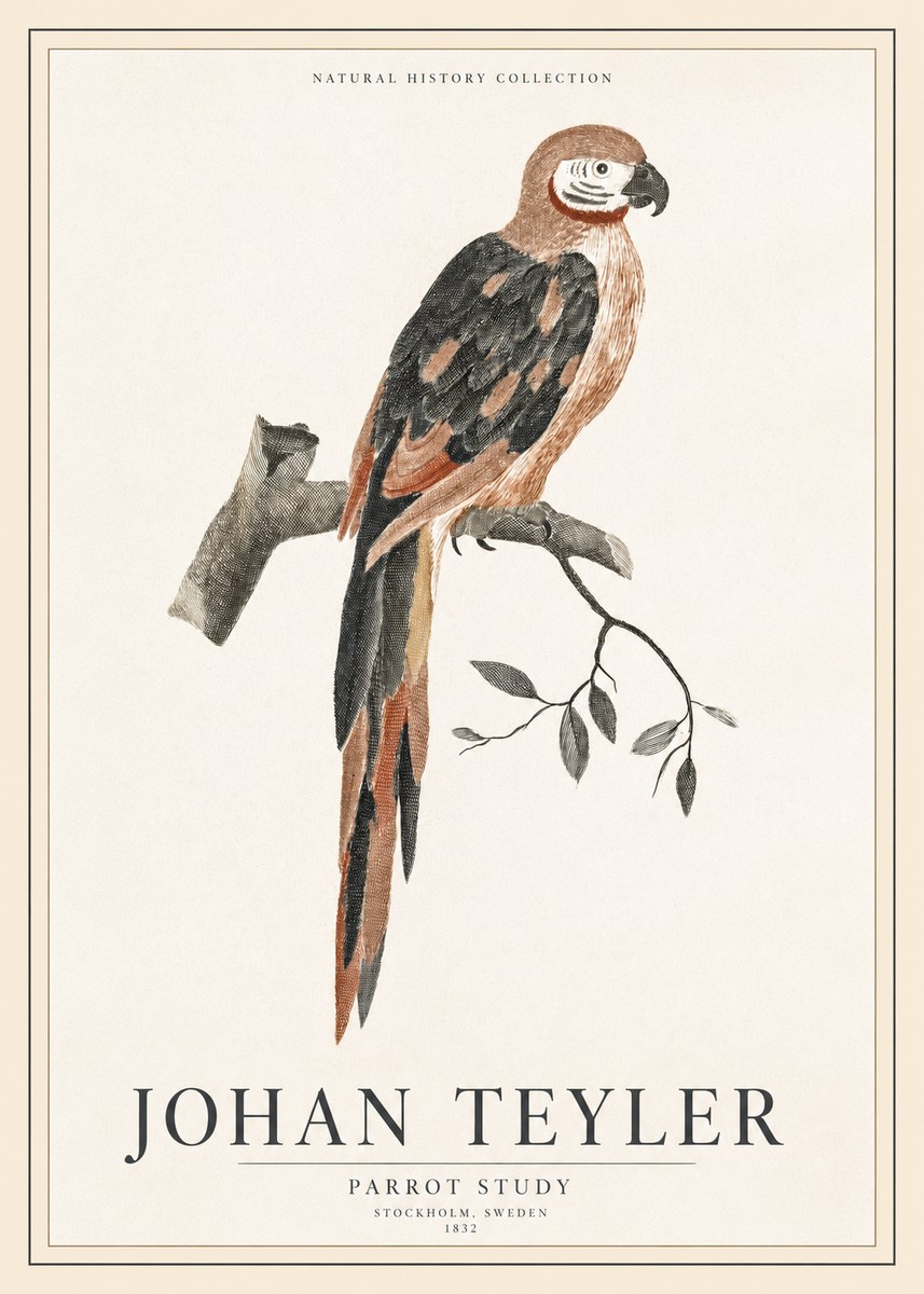 Johan Teyler Parrot Study I No1 - Plakát