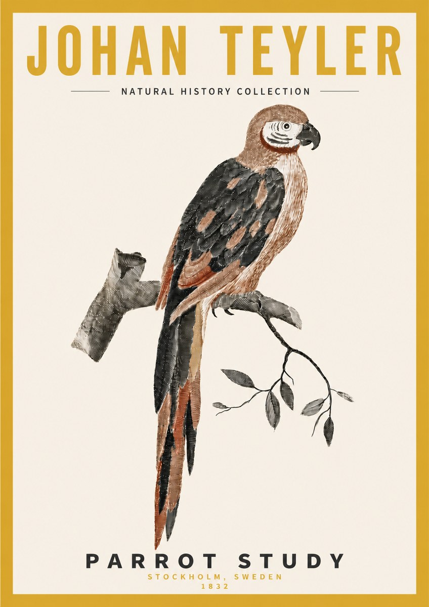 Johan Teyler Parrot Study I No4 - Plakát