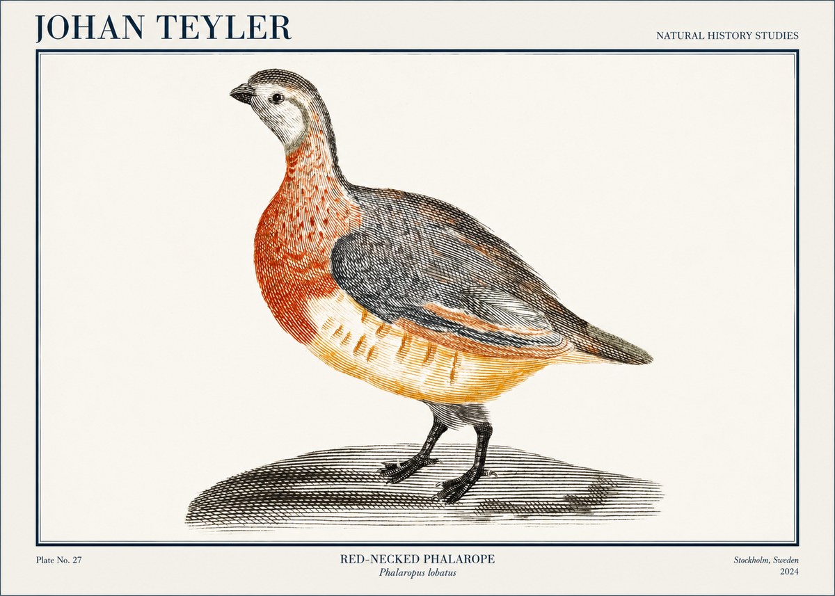 Johan Teyler Red-necked Phalarope No1 - Plakát