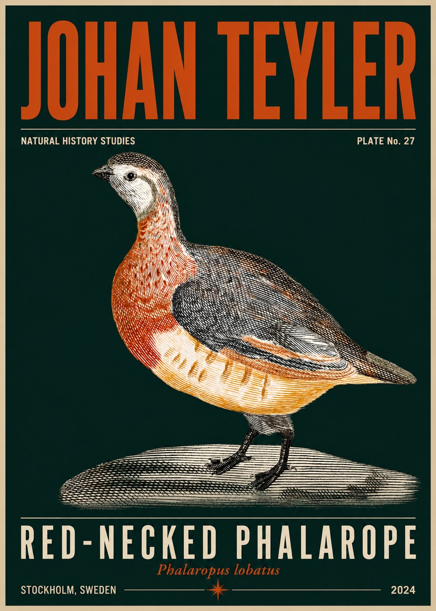 Johan Teyler Red-necked Phalarope No5 - Plakát