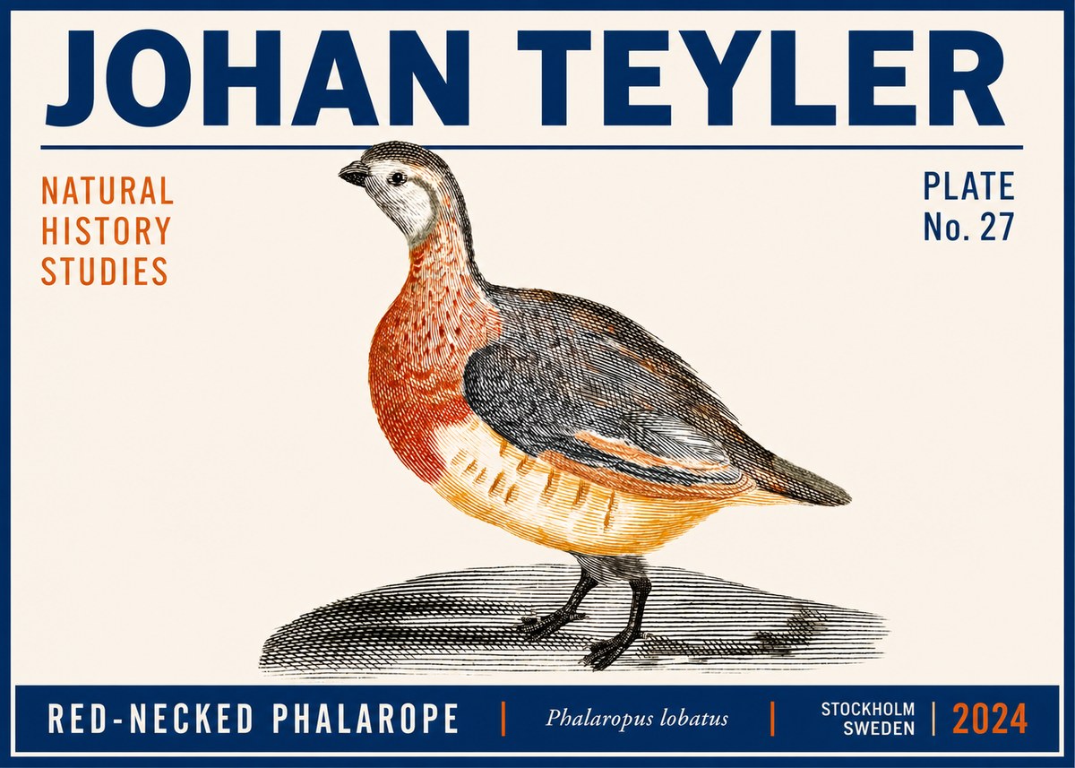 Johan Teyler Red-necked Phalarope No6 - Plakát