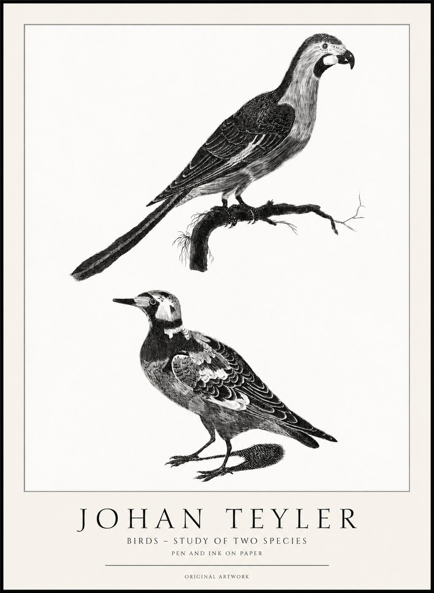Johan Teyler Birds - Study of Two Species No1 - Plakát