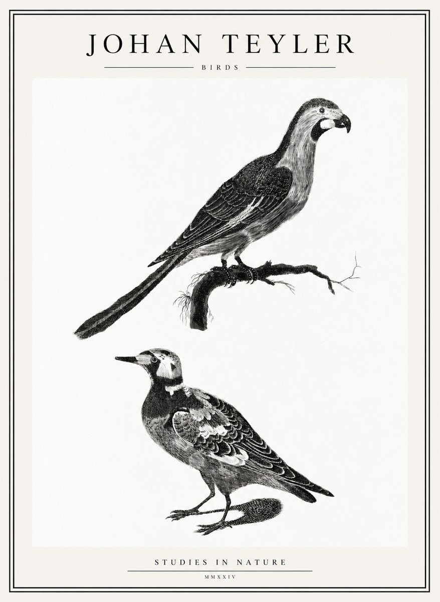 Johan Teyler Birds - Study of Two Species No2 - Plakát