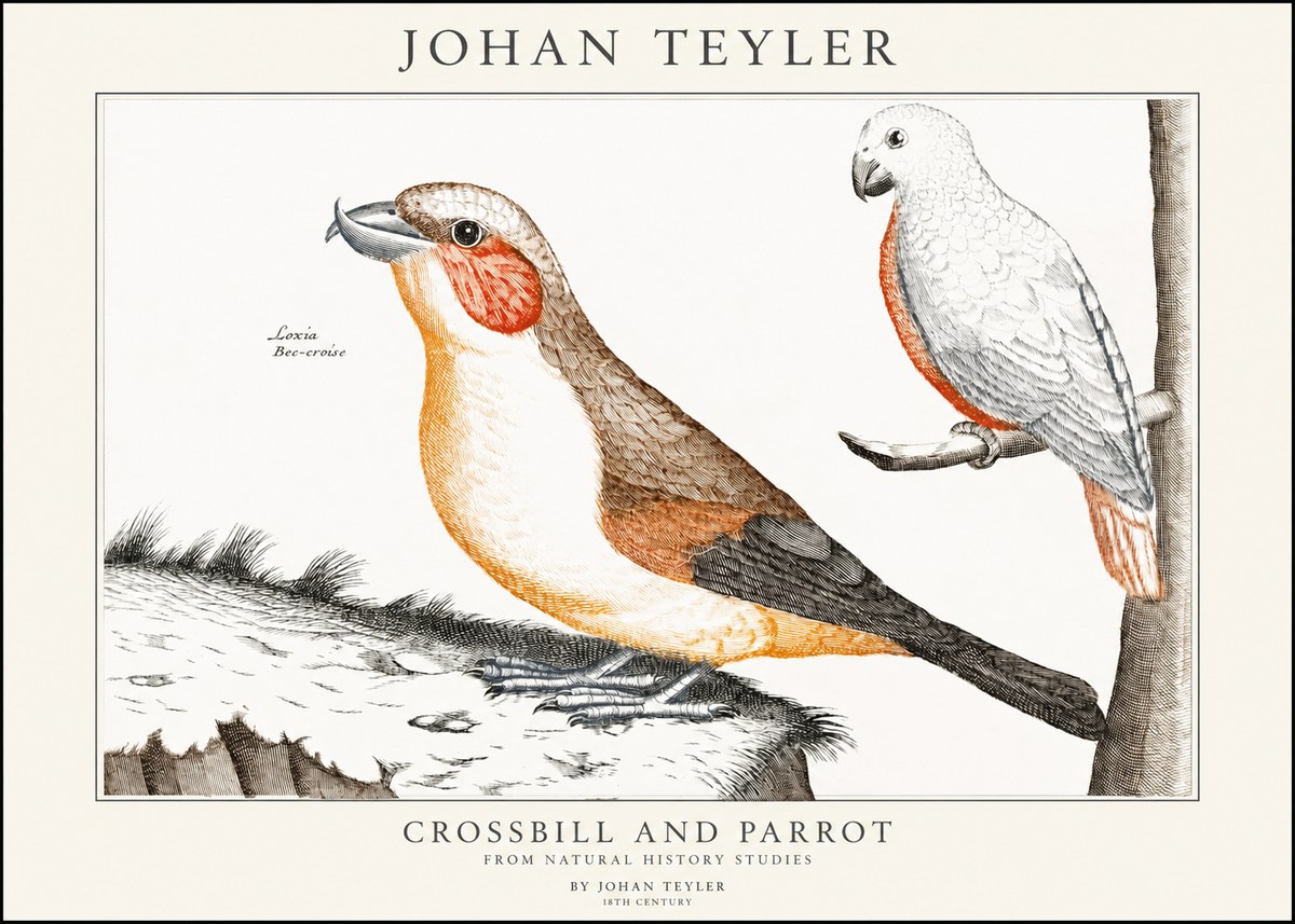 Johan Teyler Crossbill and Parrot No1 - Plakát