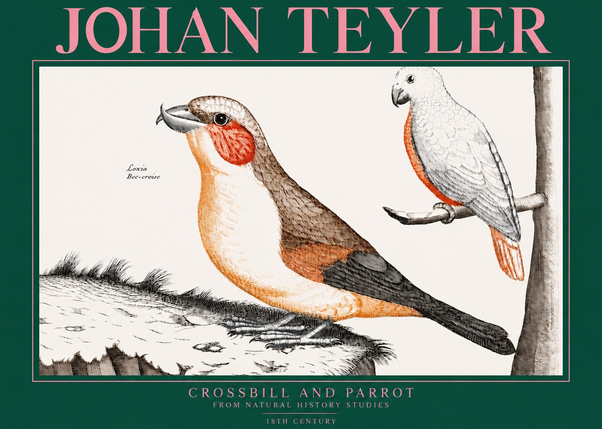 Johan Teyler Crossbill and Parrot No3 - Plakát