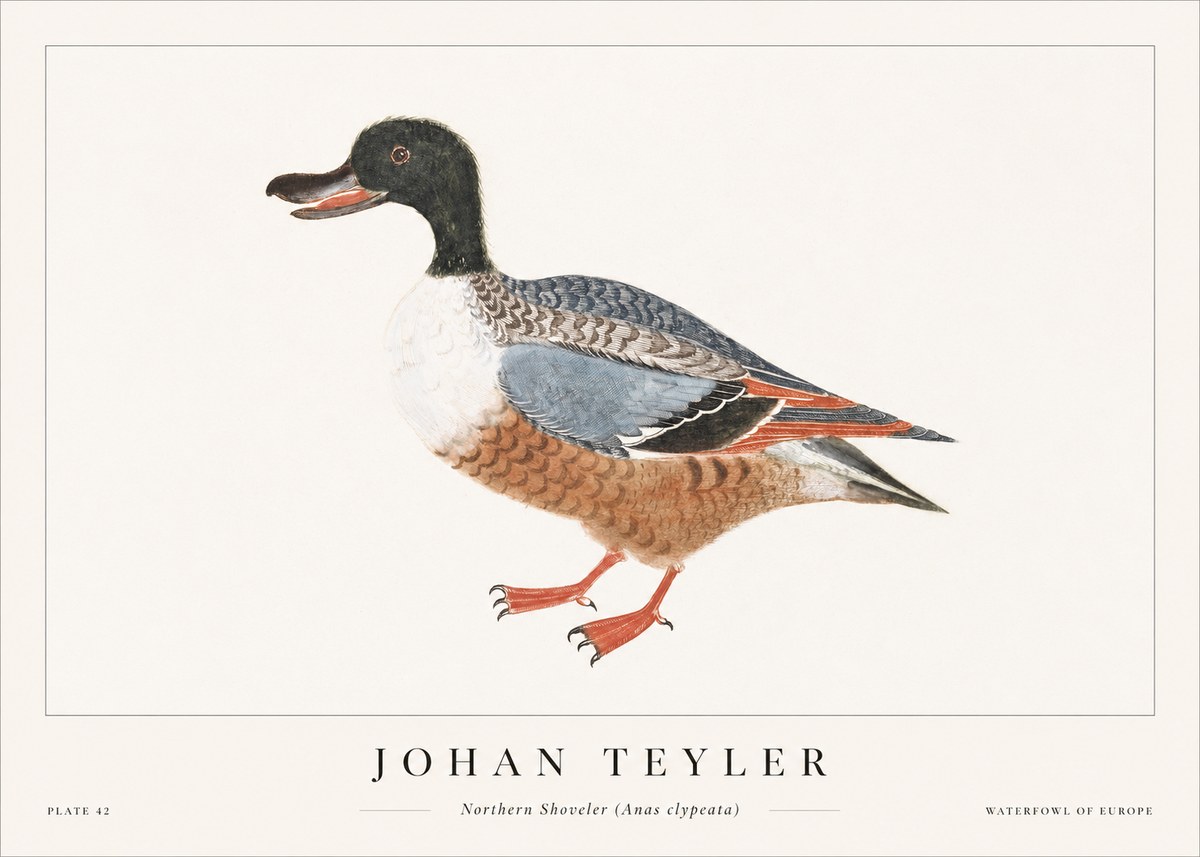 Johan Teyler Northern Shoveler (Anas Clypeata) No1 - Plakát