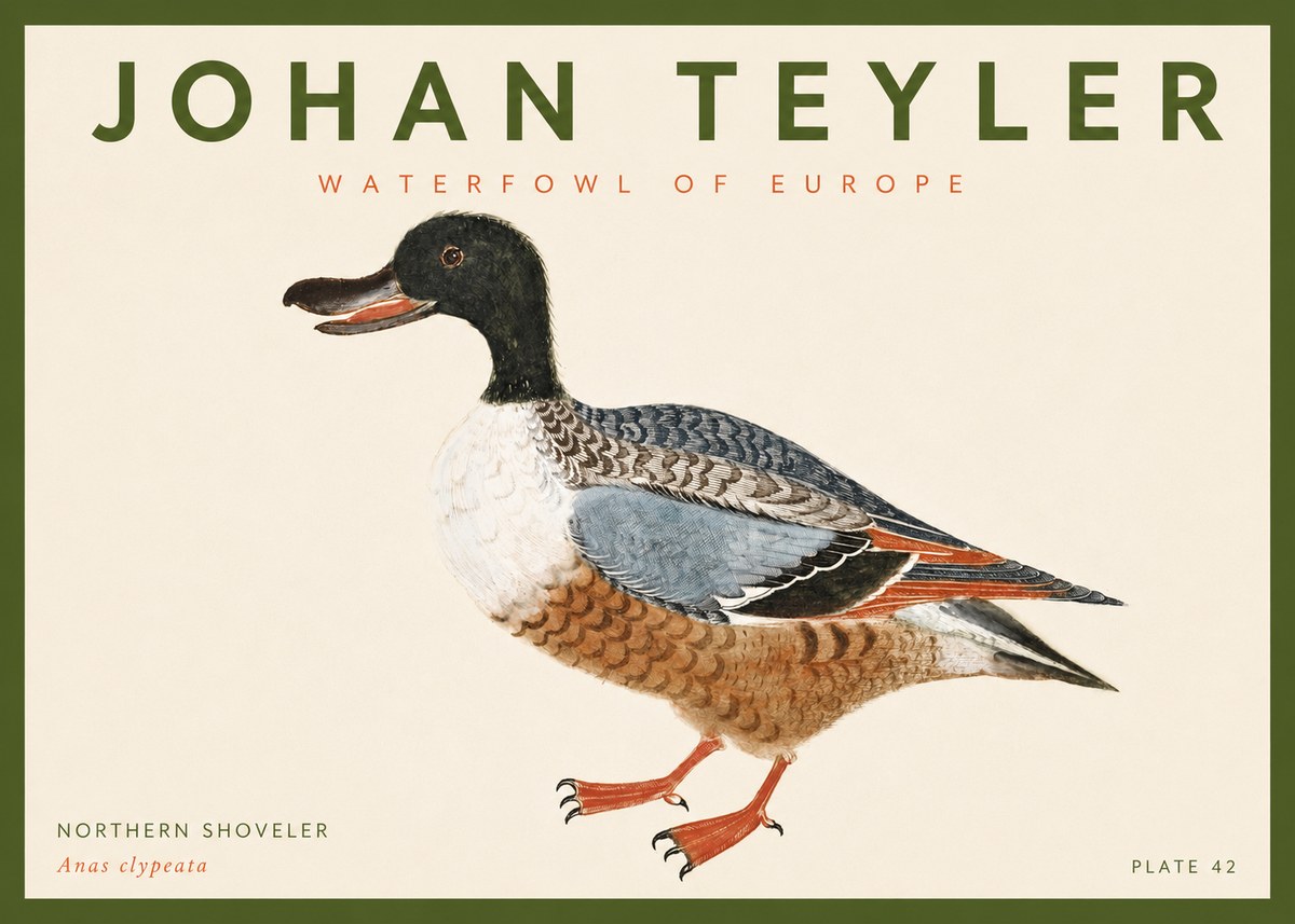 Johan Teyler Northern Shoveler (Anas Clypeata) No4 - Plakát