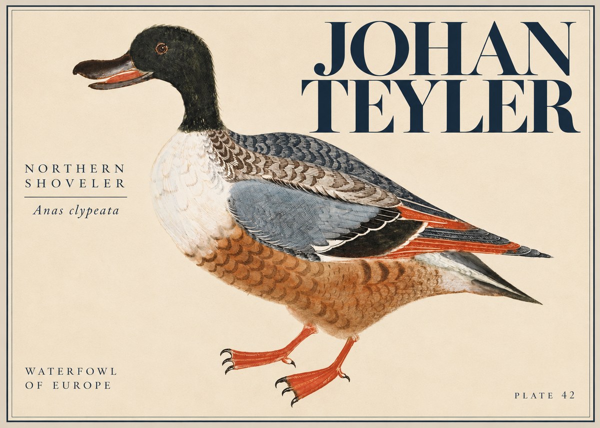 Johan Teyler Northern Shoveler (Anas Clypeata) No5 - Plakát