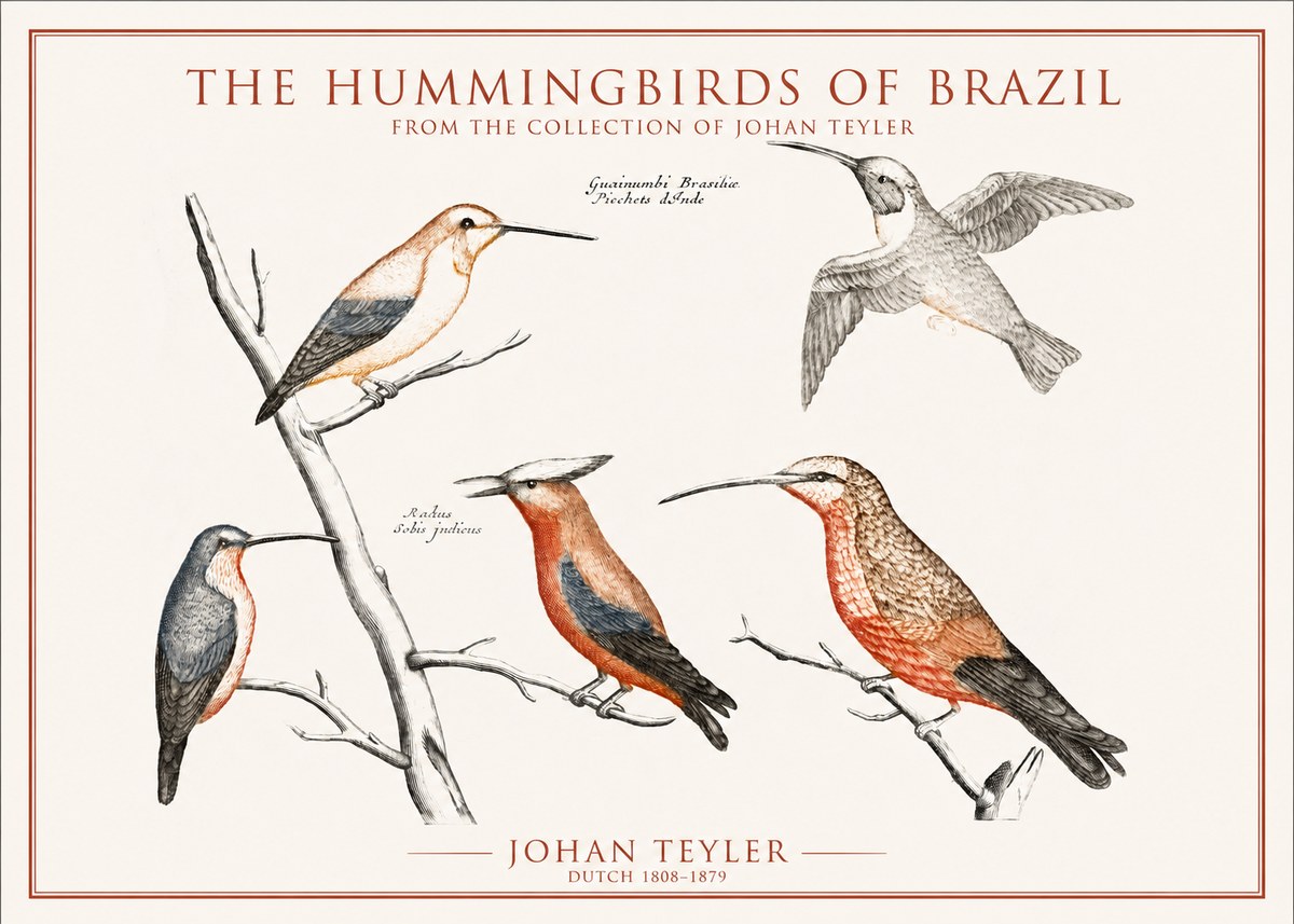 Johan Teyler The Hummingbirds of Brazil from the Collection of Johan Teyler No1 - Plakát
