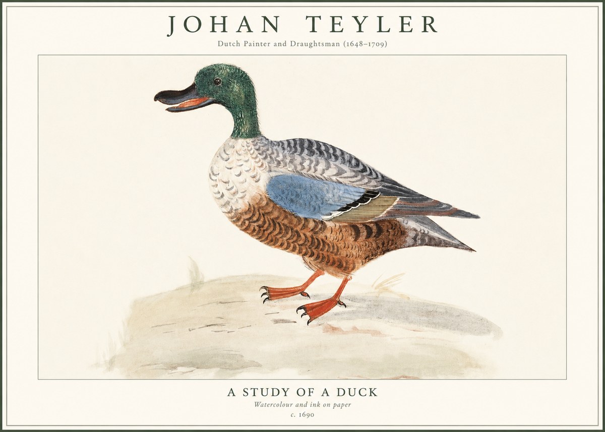 Johan Teyler A Study of a Duck No1 - Plakát