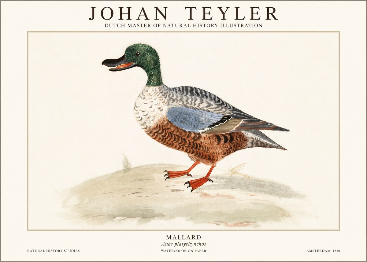 Johan Teyler A Study of a Duck No2 - Plakát