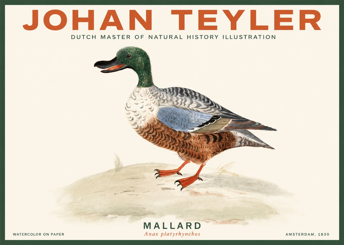 Johan Teyler A Study of a Duck No3 - Plakát