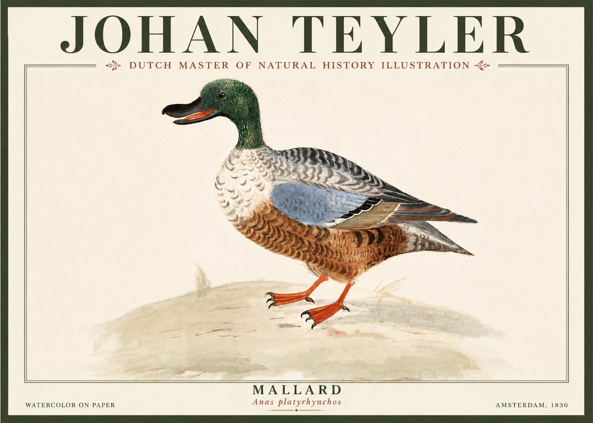 Johan Teyler A Study of a Duck No5 - Plakát