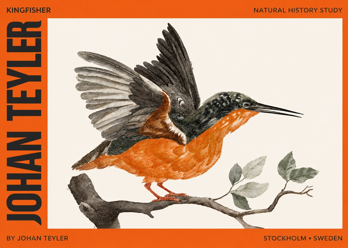 Johan Teyler Kingfisher No2 - Plakát