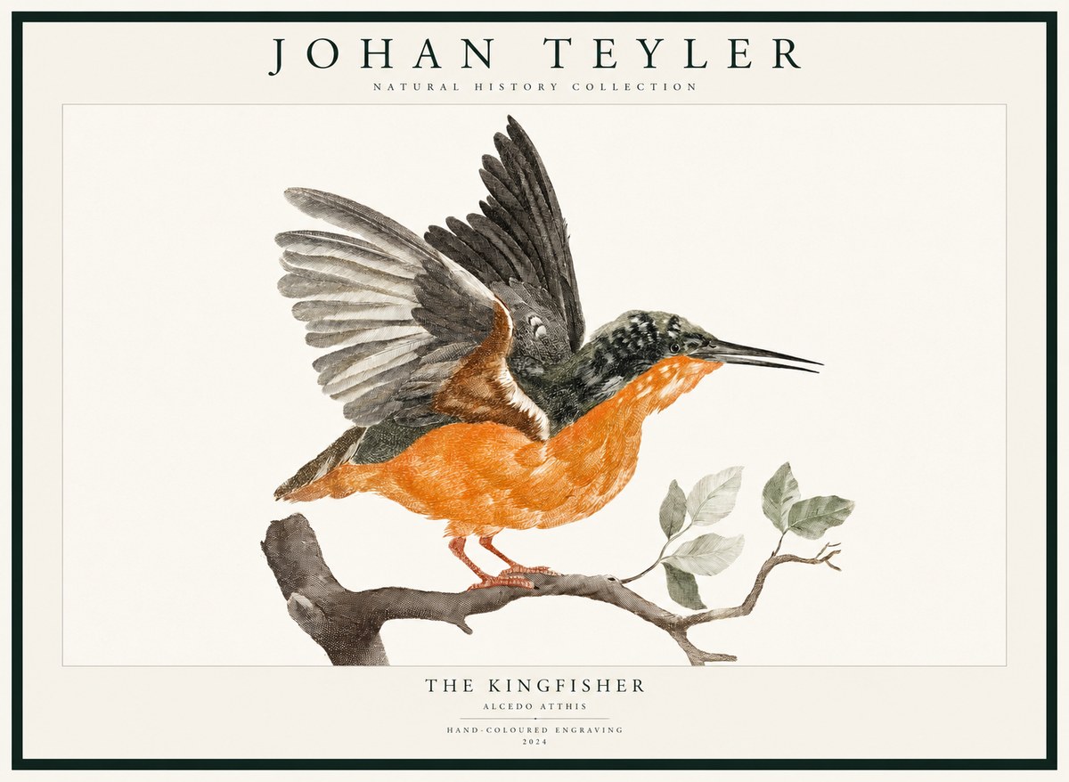 Johan Teyler Kingfisher No3 - Plakát