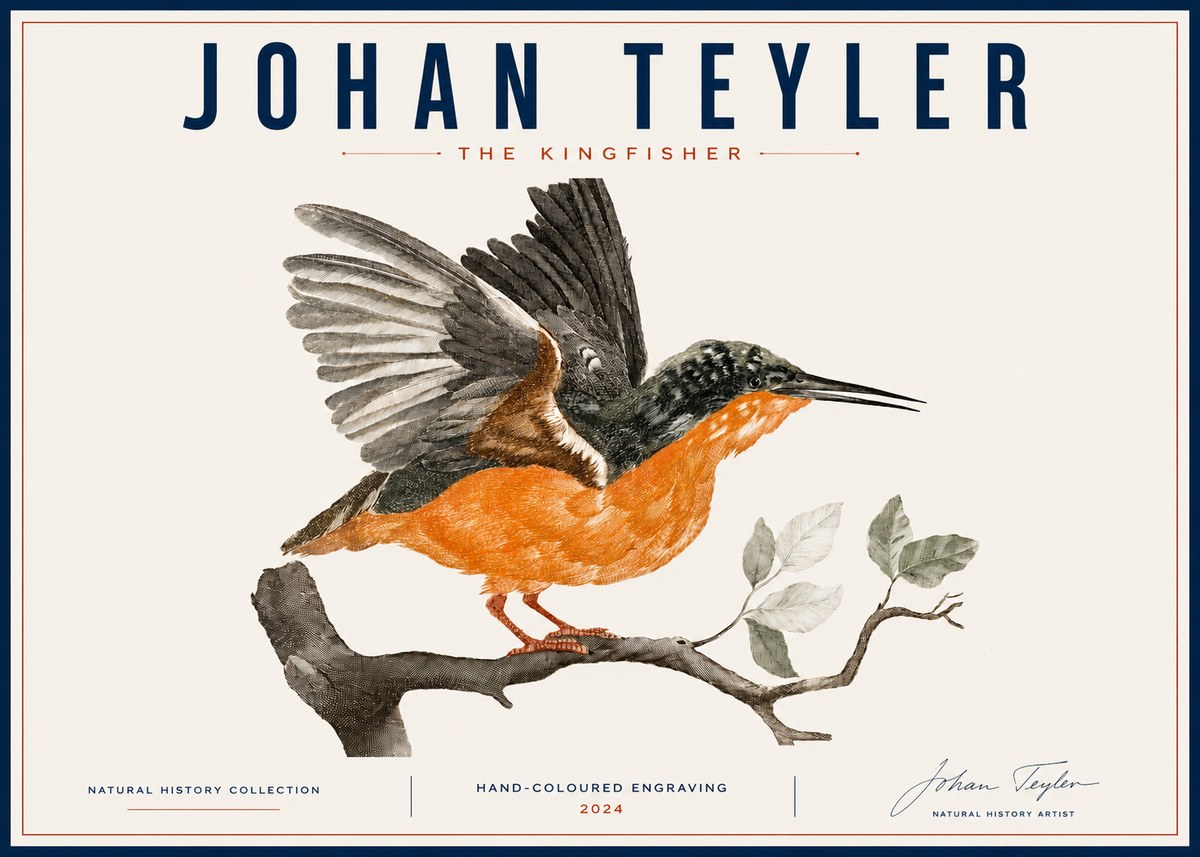 Johan Teyler Kingfisher No6 - Plakát