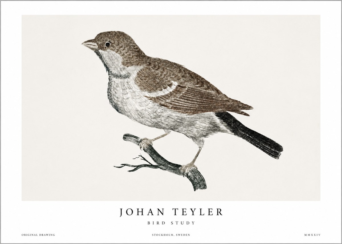 Johan Teyler Bird Study II No1 - Plakát