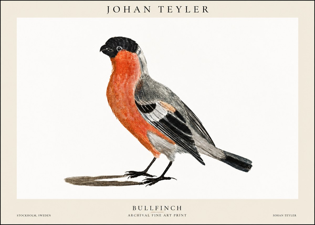 Johan Teyler Bullfinch No1 - Plakát