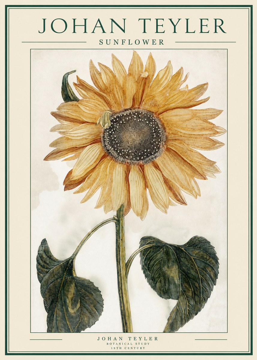 Johan Teyler Sunflower No1 - Plakát