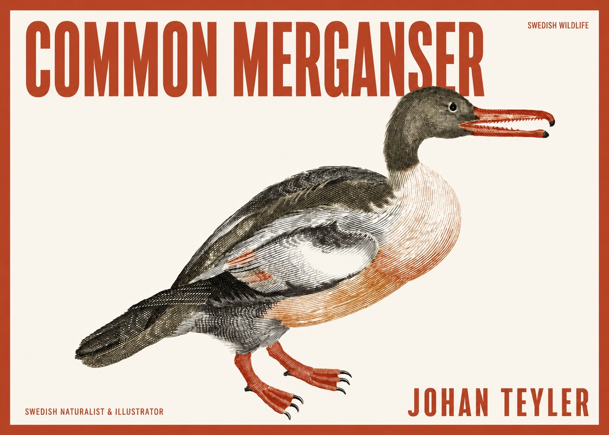 Johan Teyler Common Merganser No2 - Plakát
