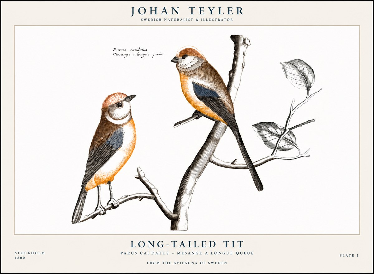 Johan Teyler Long-tailed Tit No1 - Plakát