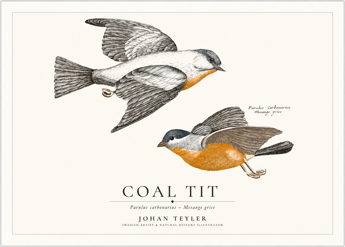 Johan Teyler Coal Tit No1 - Plakát