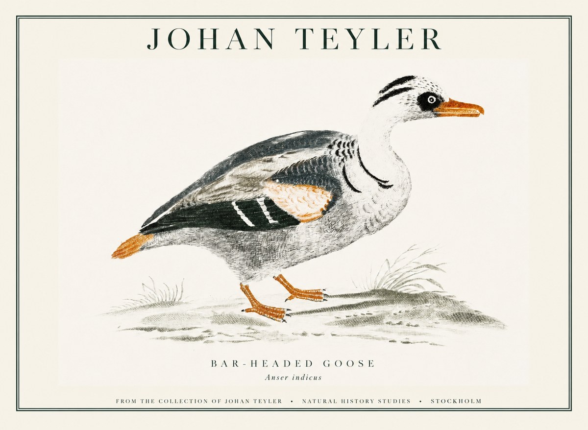Johan Teyler Bar-headed Goose No1 - Plakát