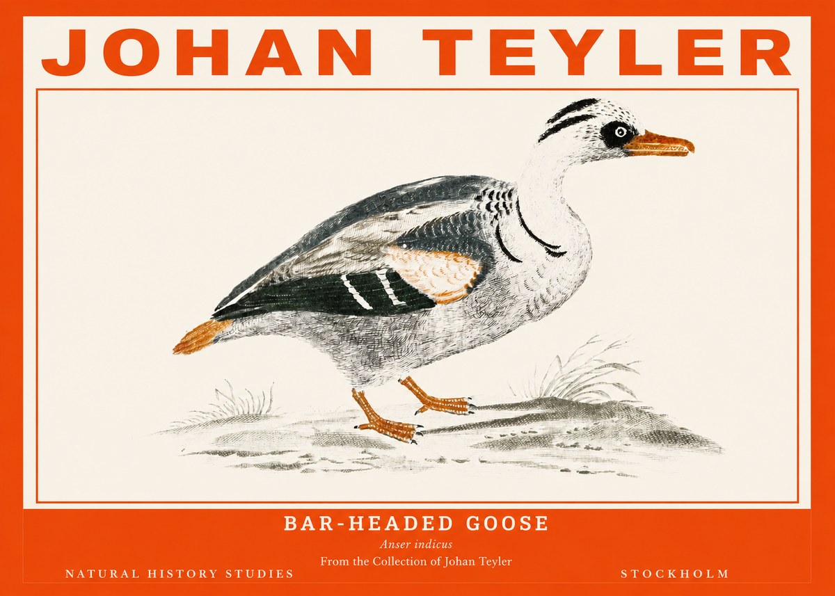 Johan Teyler Bar-headed Goose No2 - Plakát