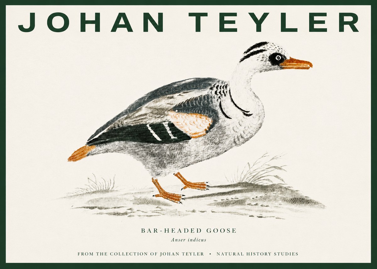 Johan Teyler Bar-headed Goose No3 - Plakát