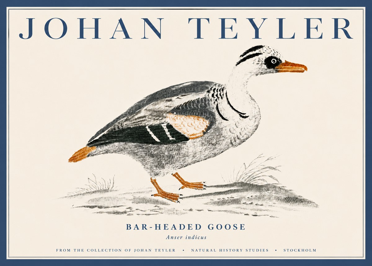 Johan Teyler Bar-headed Goose No4 - Plakát