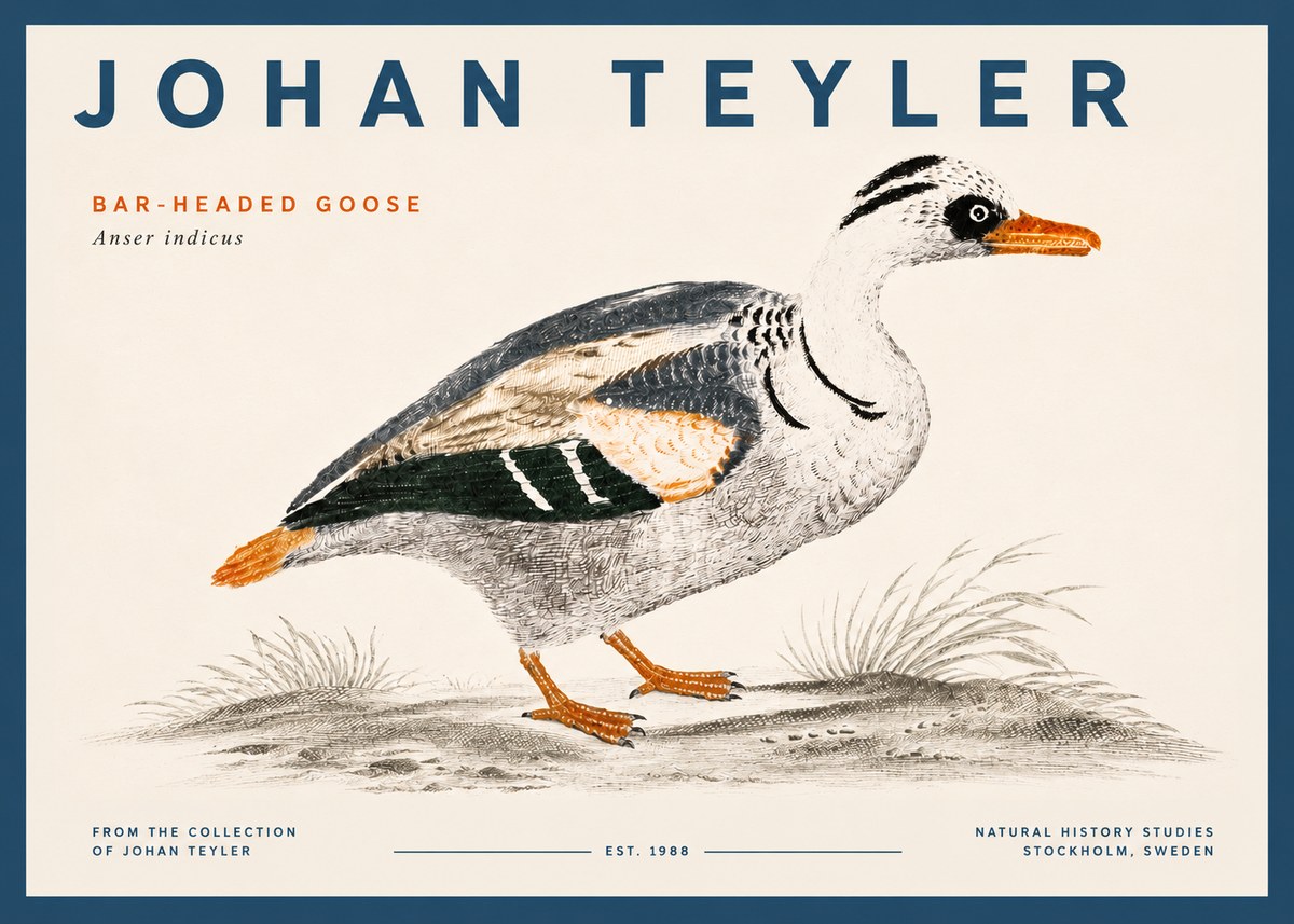 Johan Teyler Bar-headed Goose No5 - Plakát