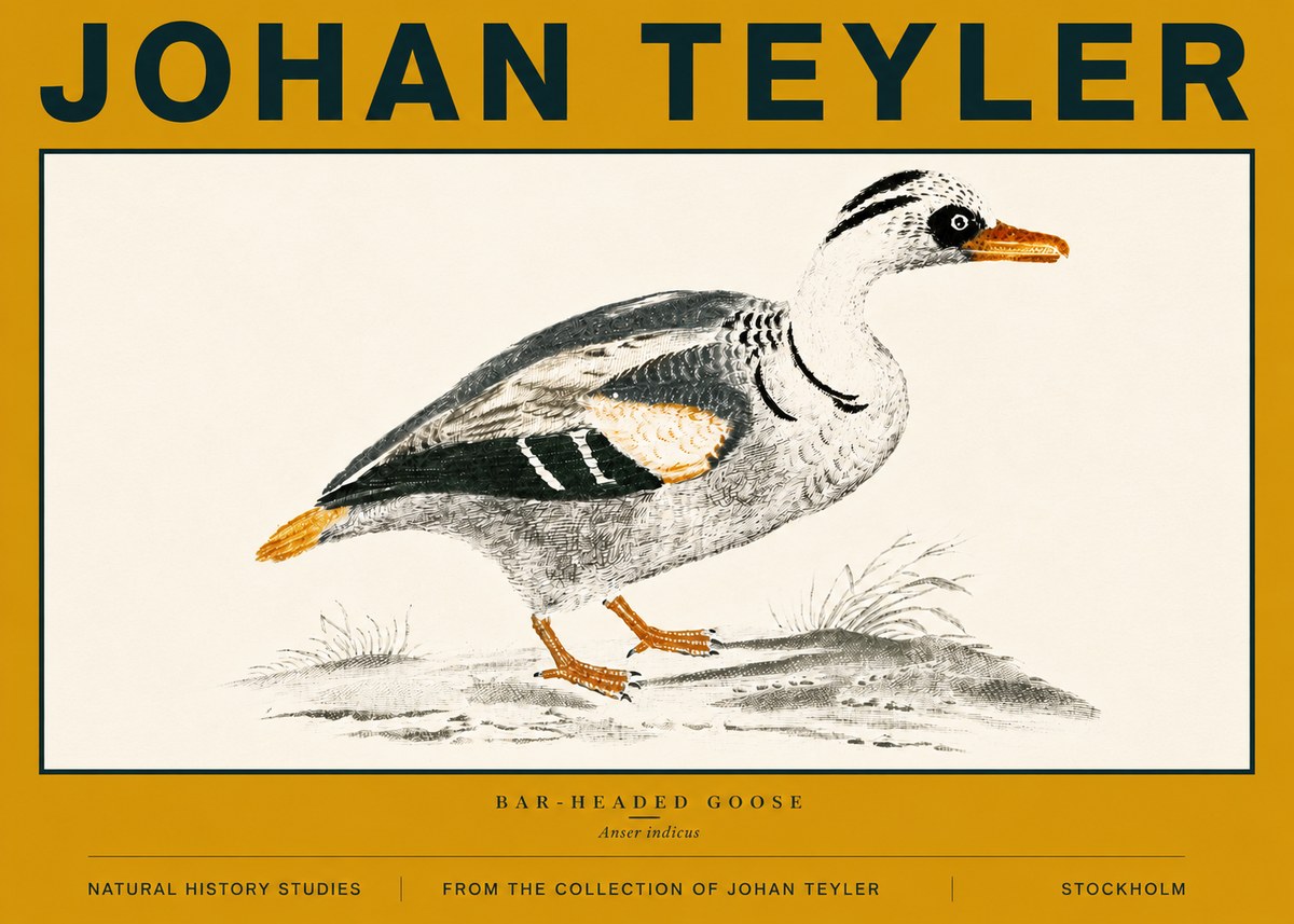 Johan Teyler Bar-headed Goose No6 - Plakát