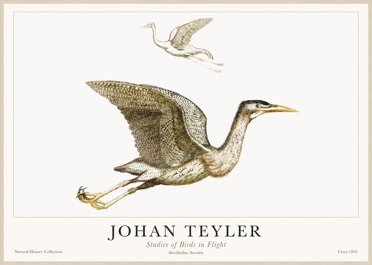 Johan Teyler Studies of Birds in Flight No1 - Plakát