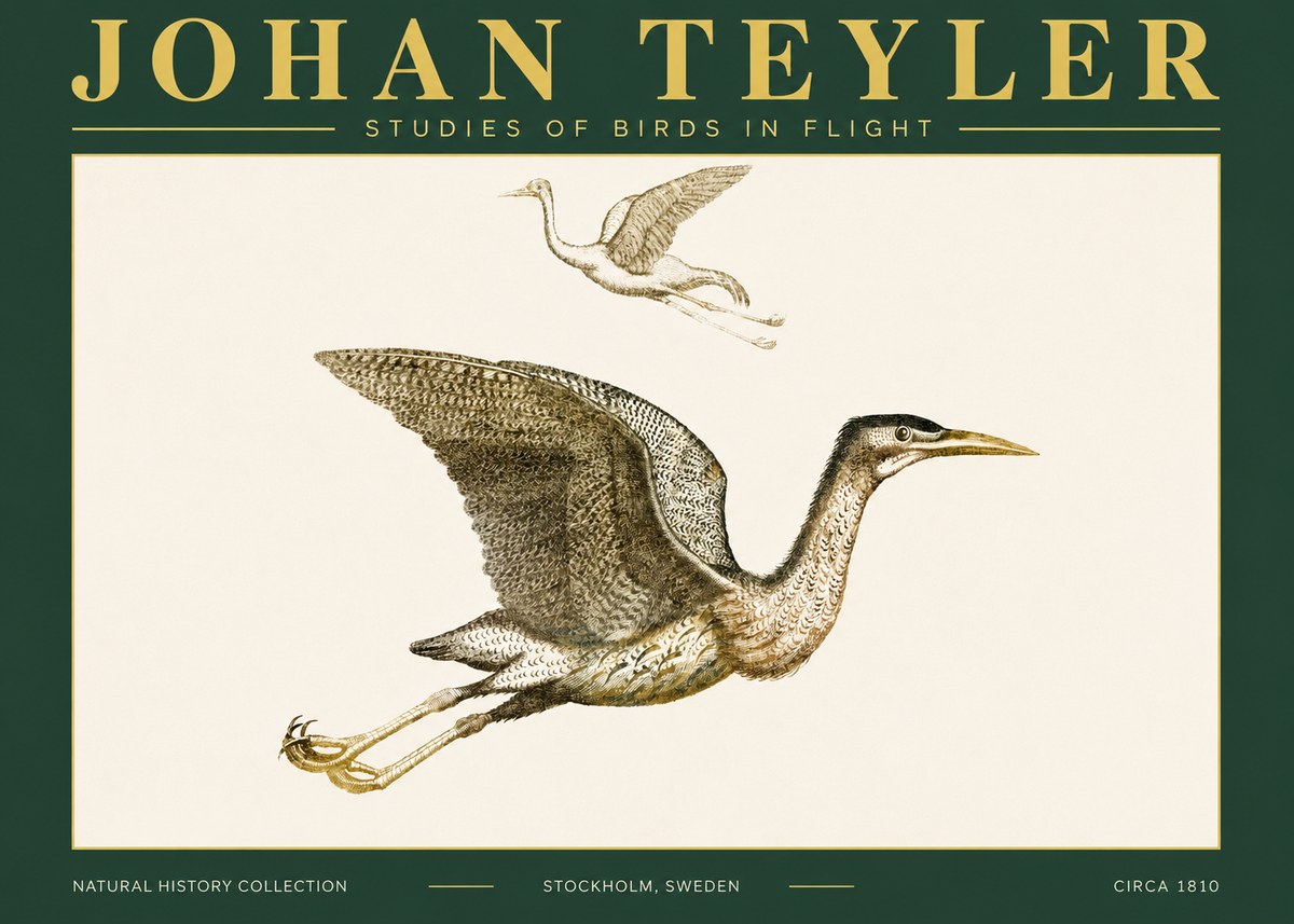 Johan Teyler Studies of Birds in Flight No4 - Plakát