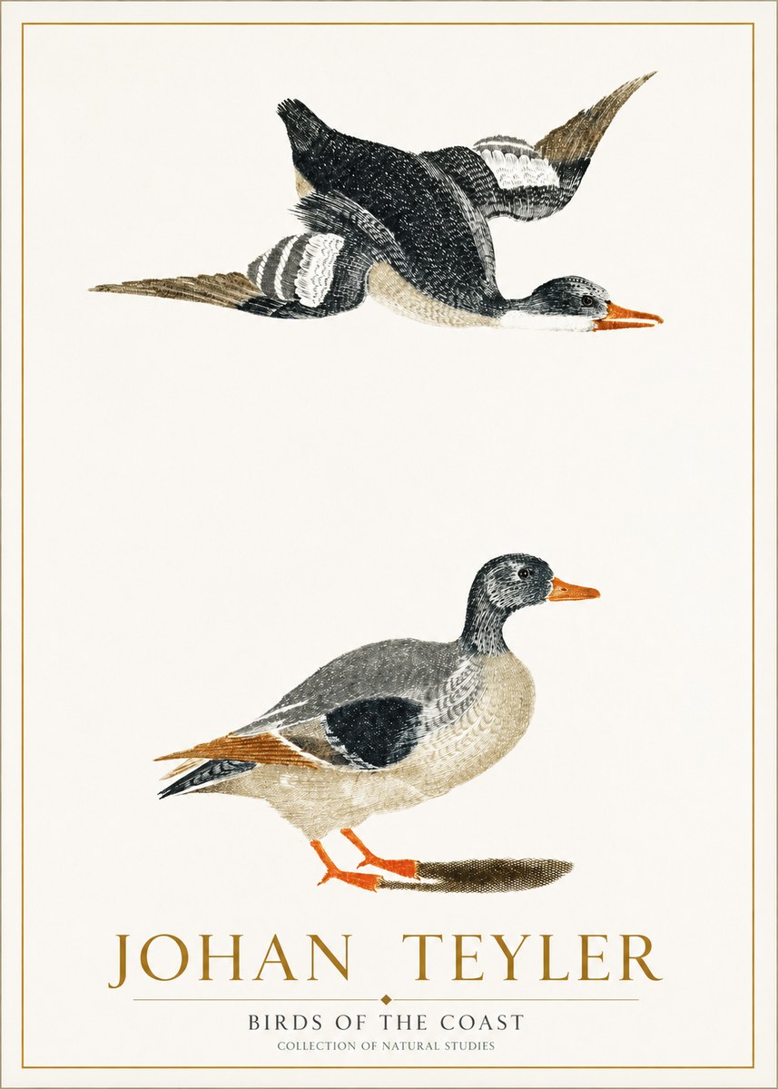 Johan Teyler Birds of the Coast No1 - Plakát
