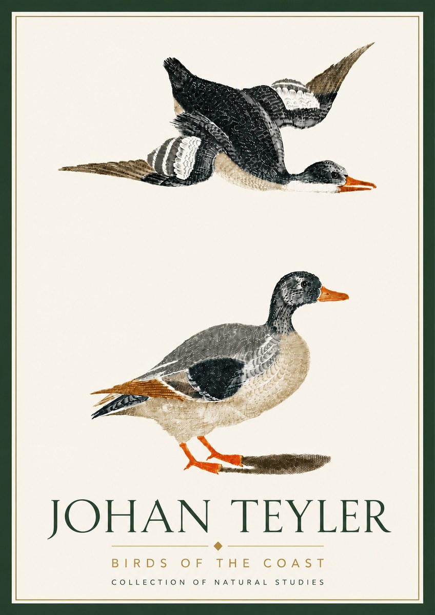 Johan Teyler Birds of the Coast No6 - Plakát