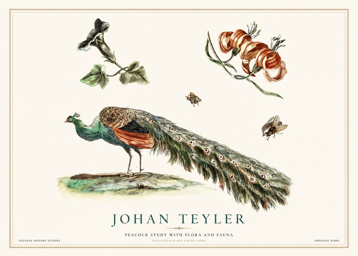 Johan Teyler Peacock Study with Flora and Fauna No1 - Plakát