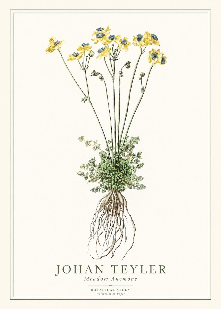 Johan Teyler Meadow Anemone No1 - Plakát