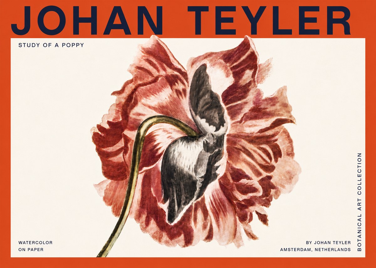 Johan Teyler Study of a Poppy No2 - Plakát