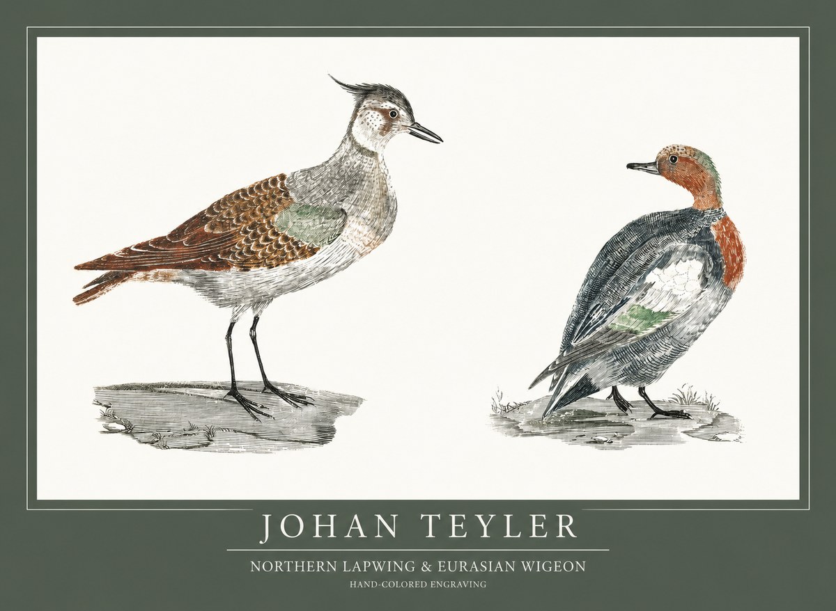 Johan Teyler Northern Lapwing & Eurasian Wigeon No1 - Plakát