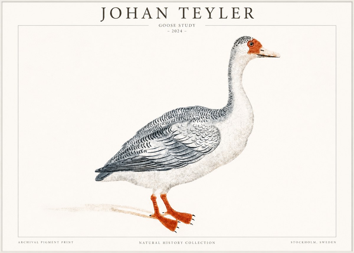 Johan Teyler Goose Study No1 - Plakát