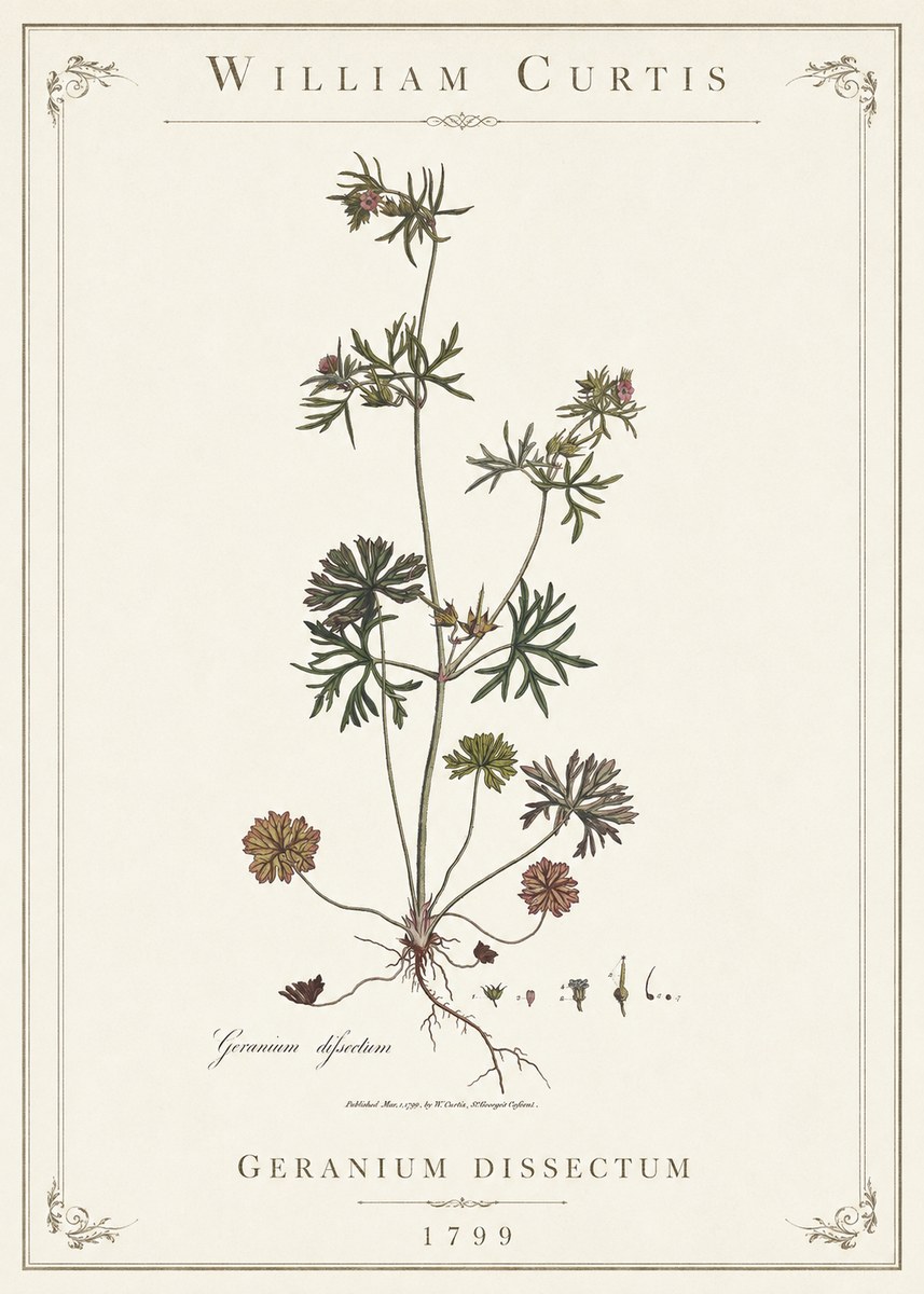 William Curtis Geranium Dissectum I No1 - Plakát