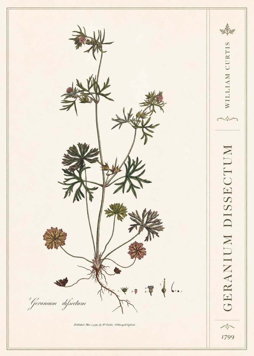 William Curtis Geranium Dissectum I No2 - Plakát