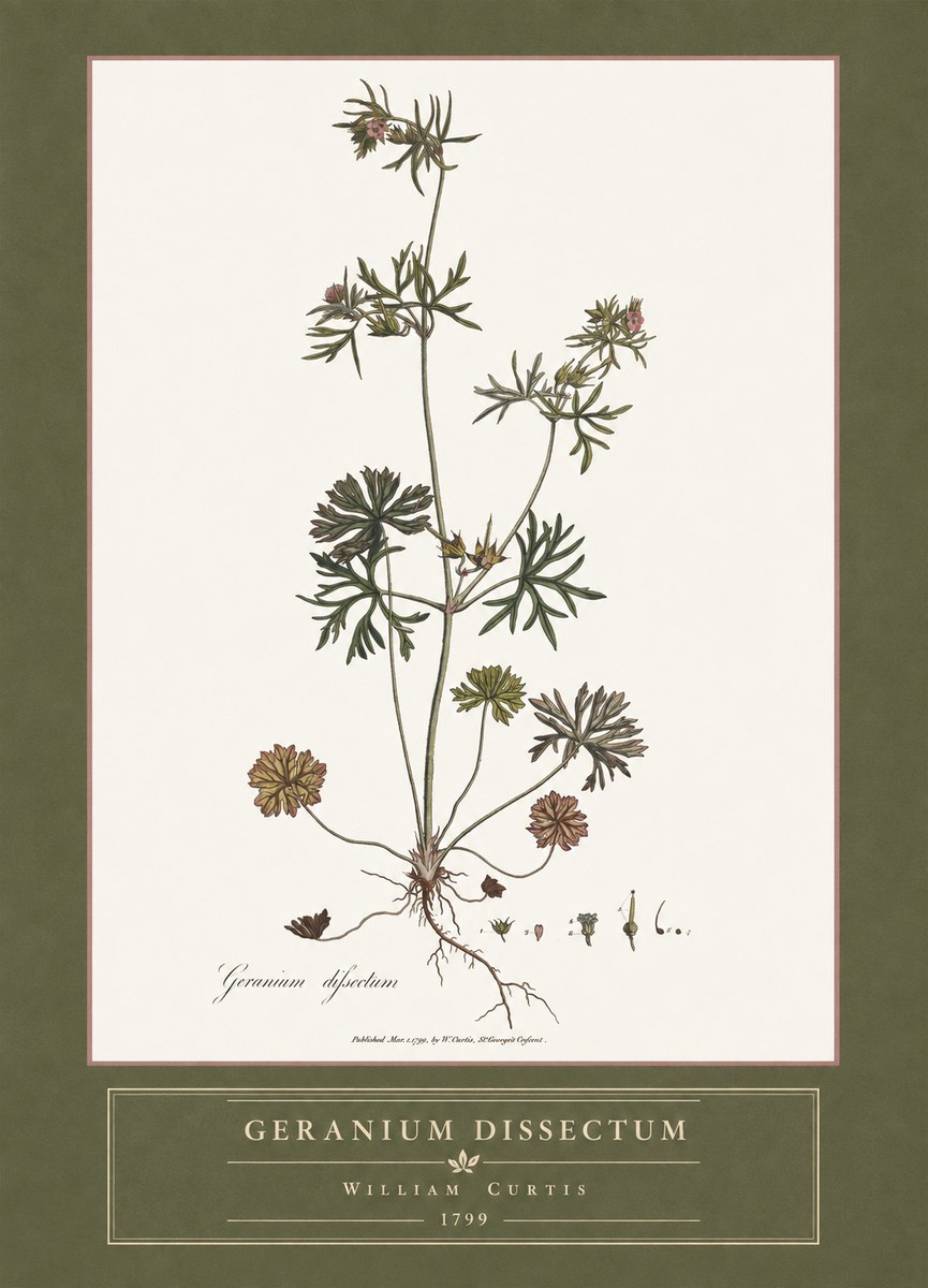 William Curtis Geranium Dissectum I No4 - Plakát